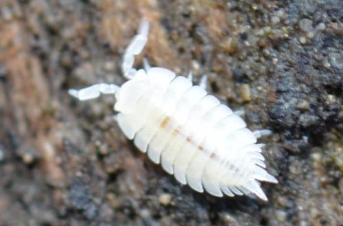 Platyarthrus hoffmannseggii